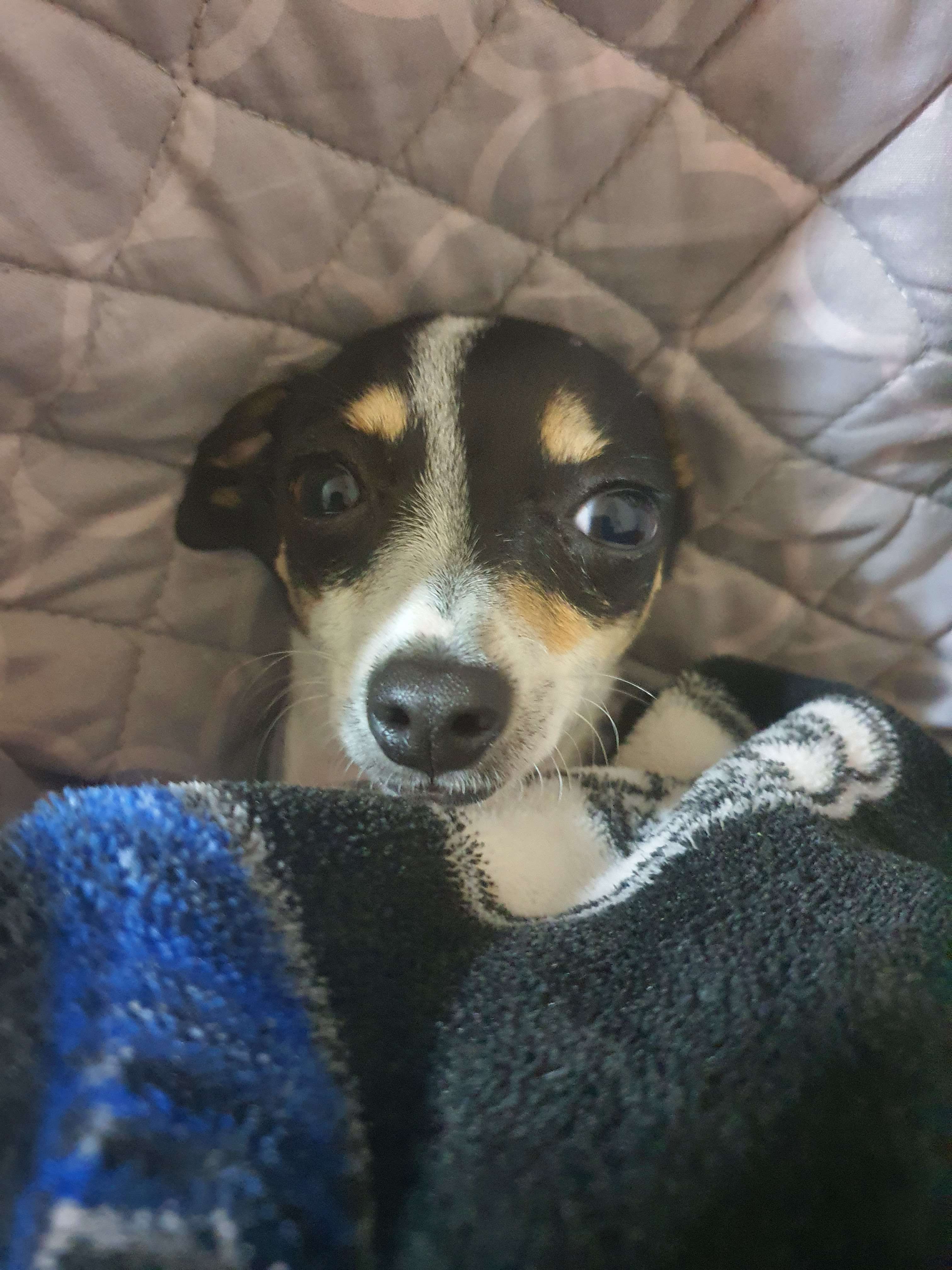 Compressed image preview